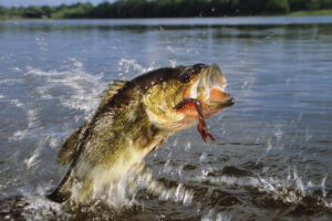 fishing bass - largemouth bass