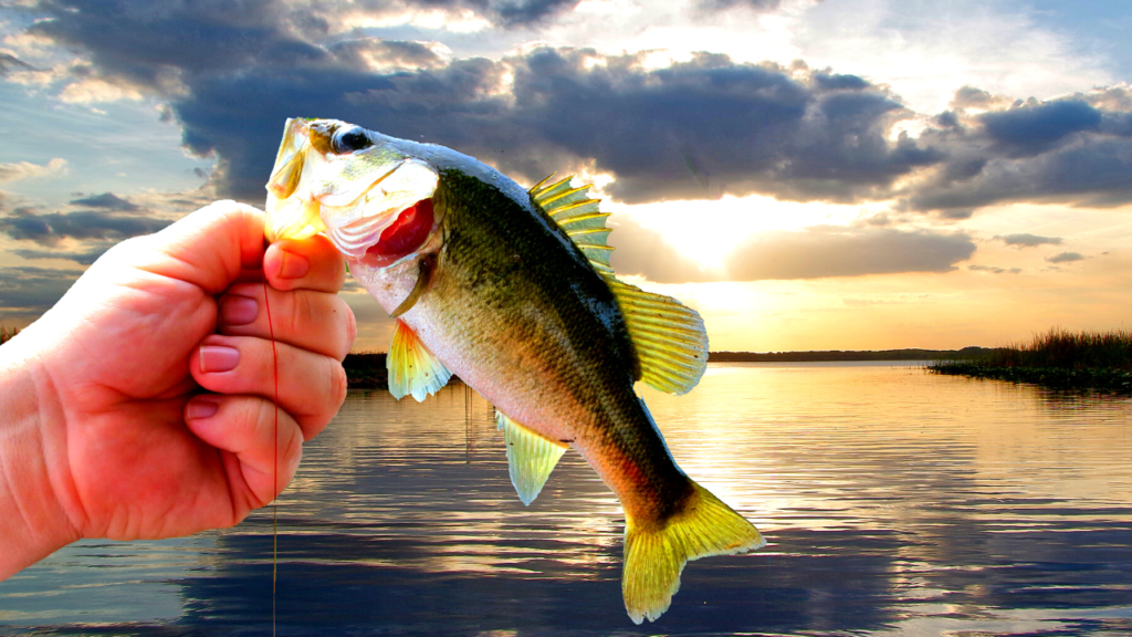 myths about largemouth bass