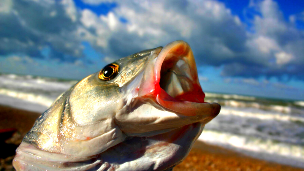 bass fishing with live bait