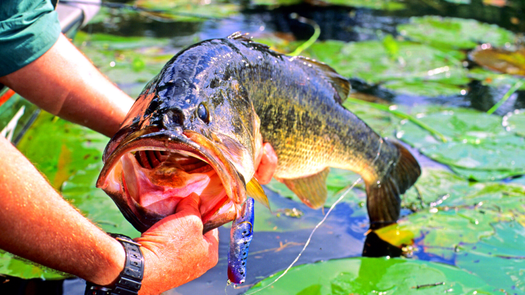 myths about largemouth bass