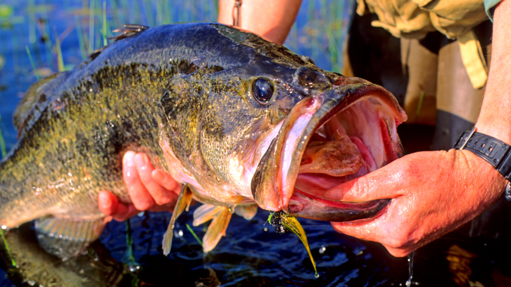 largemouth bass in spring