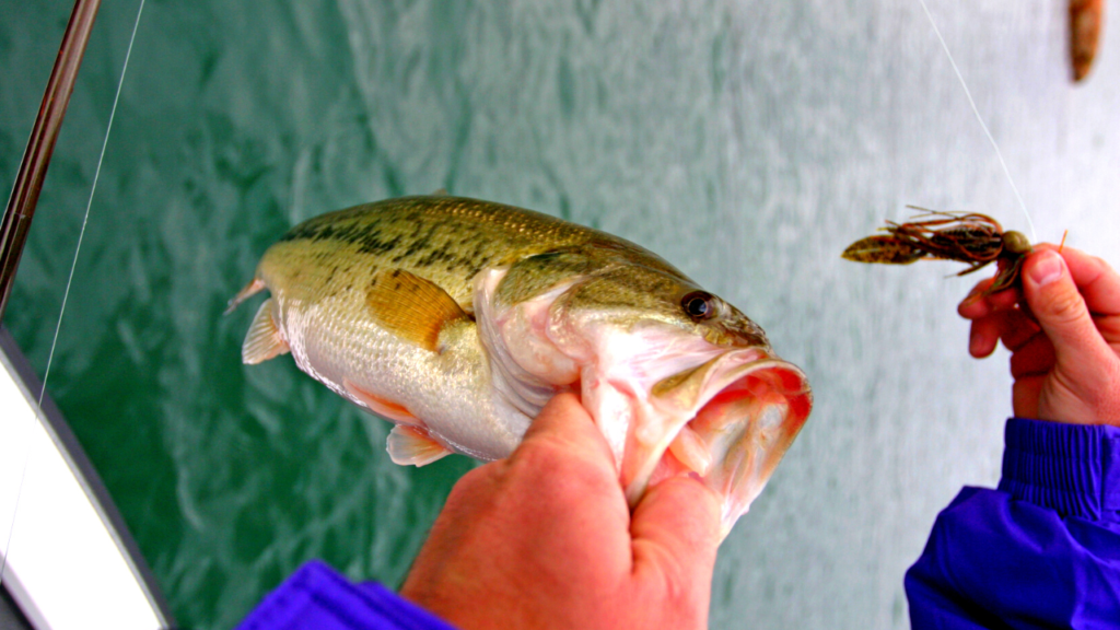 bass fishing with live bait