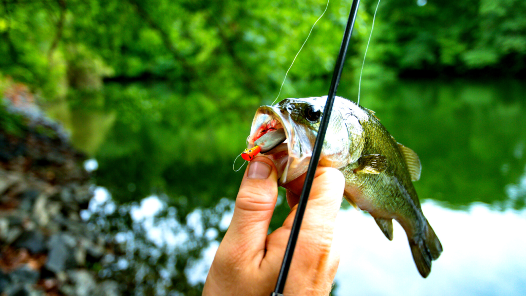 myths about largemouth bass