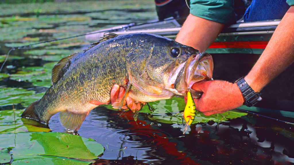 largemouth bass in spring