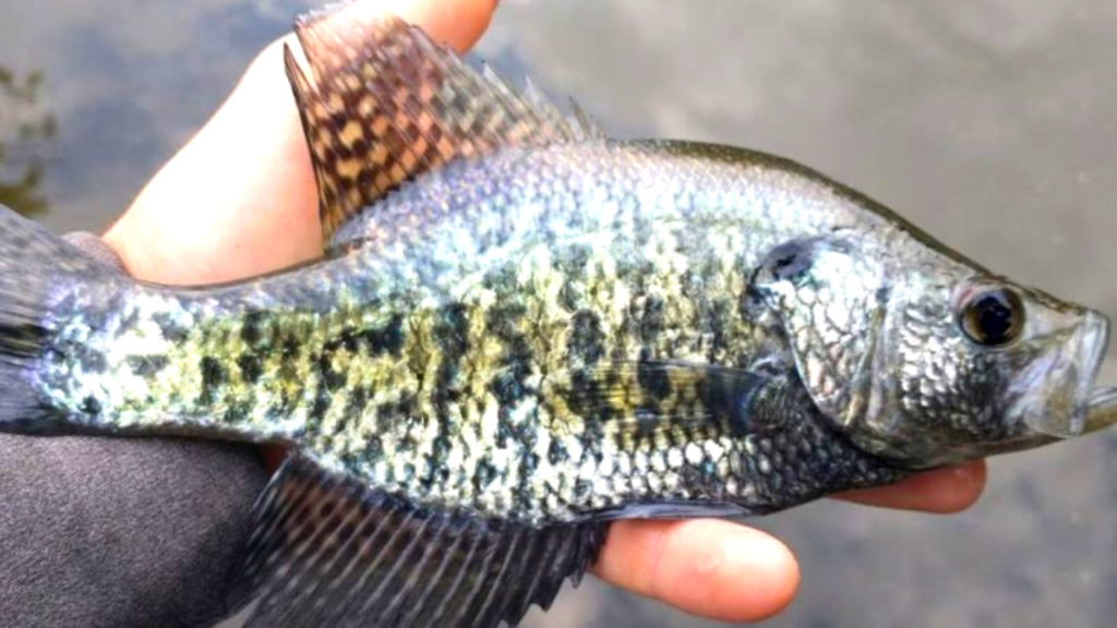 top locations for crappie fishing
