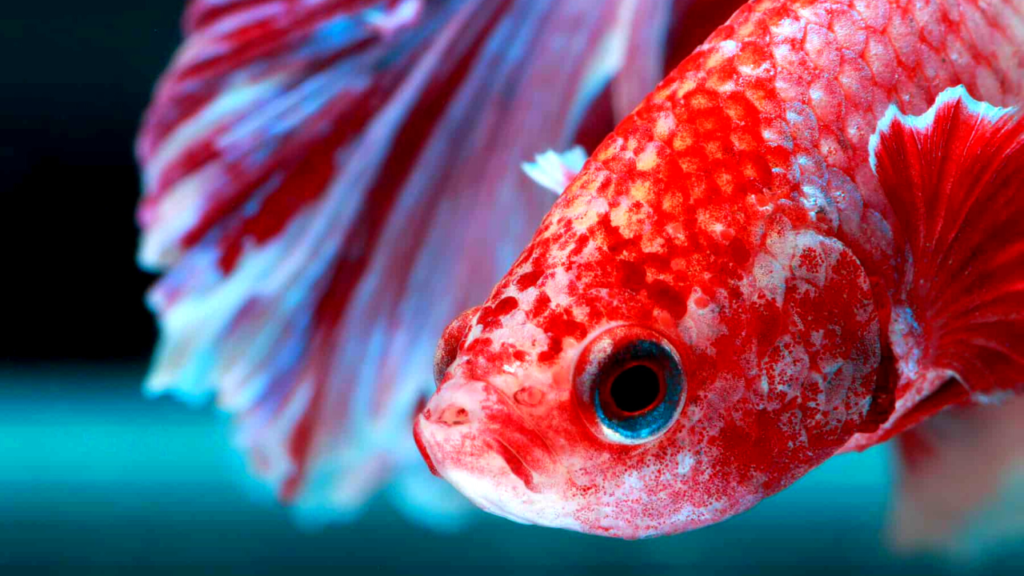 fish biology facts