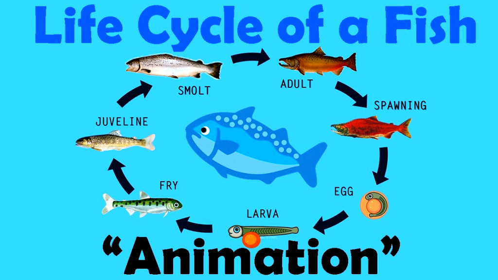 fish biology facts