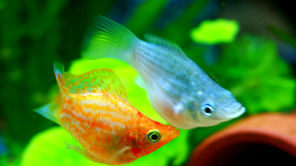 fish biology facts