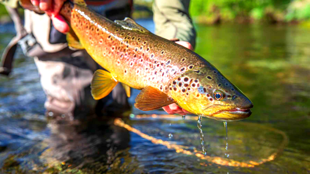 trout fishing