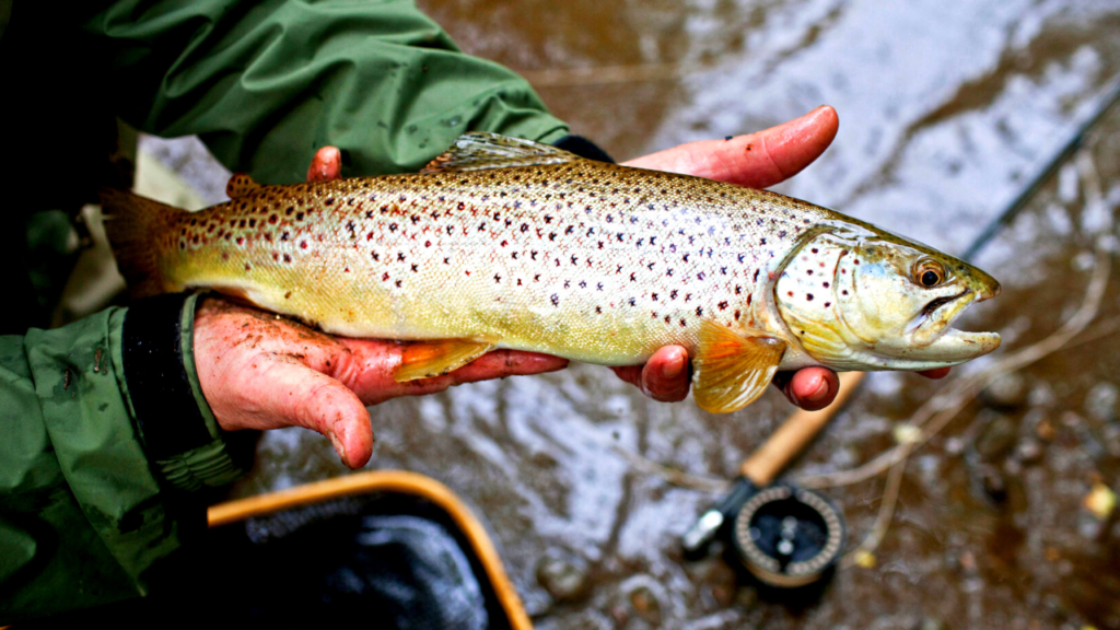 trout fishing