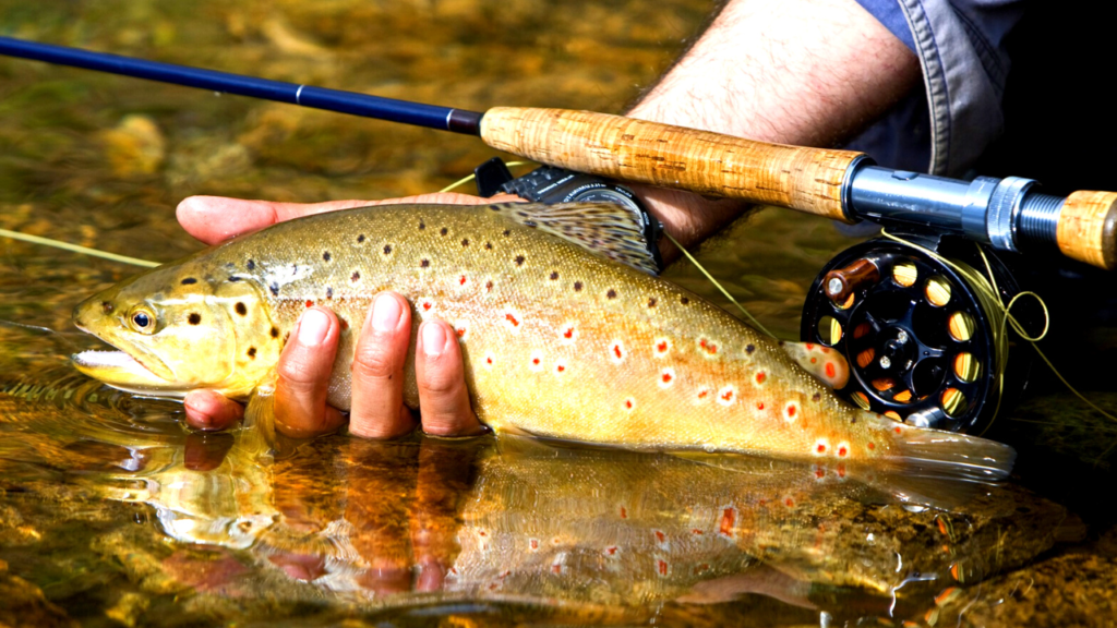 trout fishing