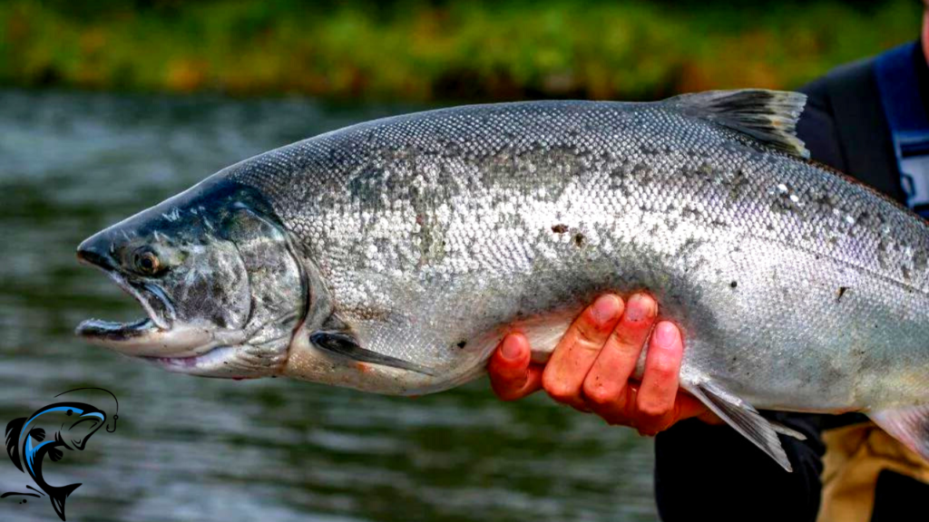 top location for king salmon in usa