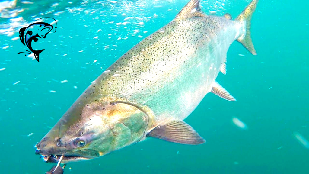 top location for king salmon in usa