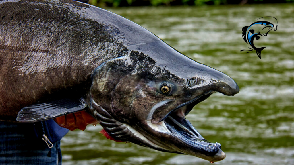 top location for king salmon in usa