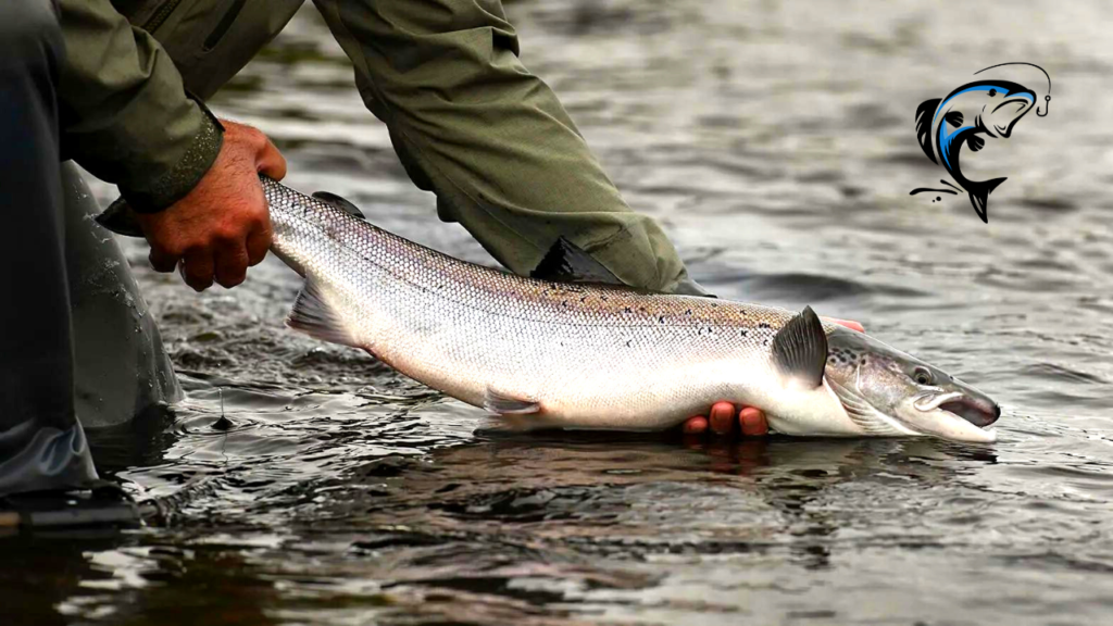 top location for king salmon in usa