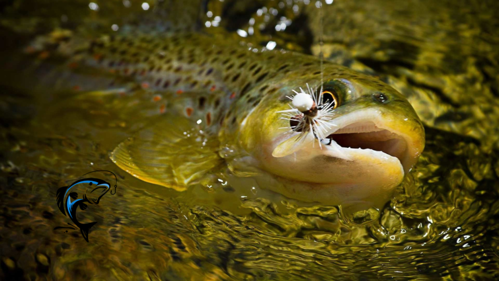 trout fishing in rivers