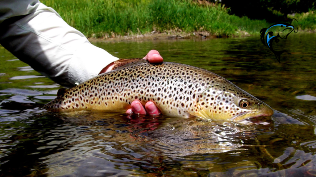 trout fishing in rivers