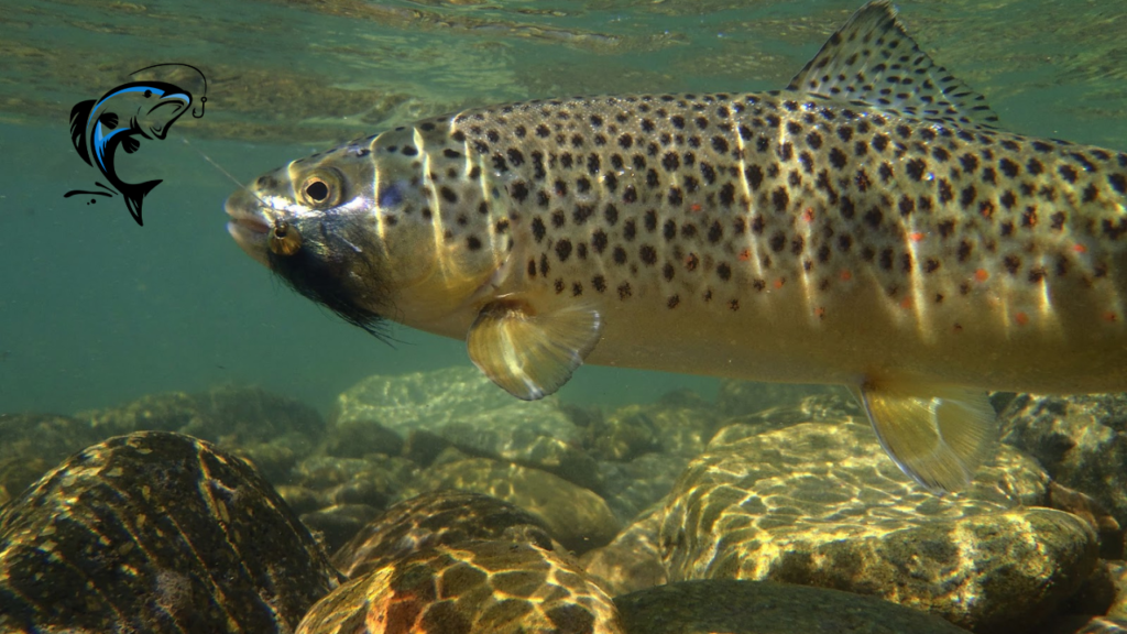 trout fishing in rivers