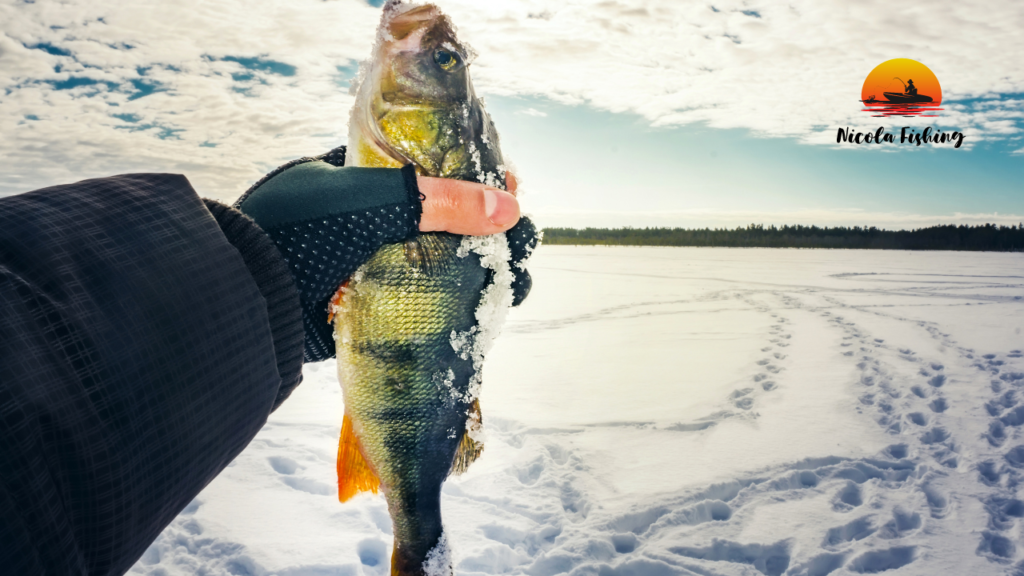 The Best Places to Fish in Winter